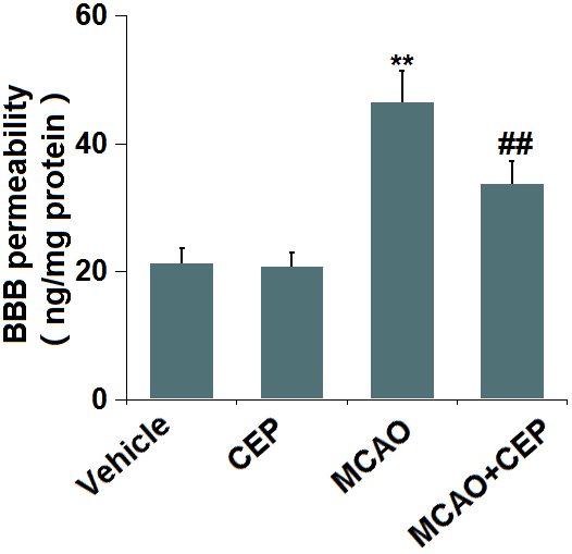 Cepharanthine (CEP) prevented the increase in blood-brain barrier (BBB) permeability in MCAO mice model. Blood-brain barrier permeability was measured by diffusion of sodium fluorescein assay (**, P