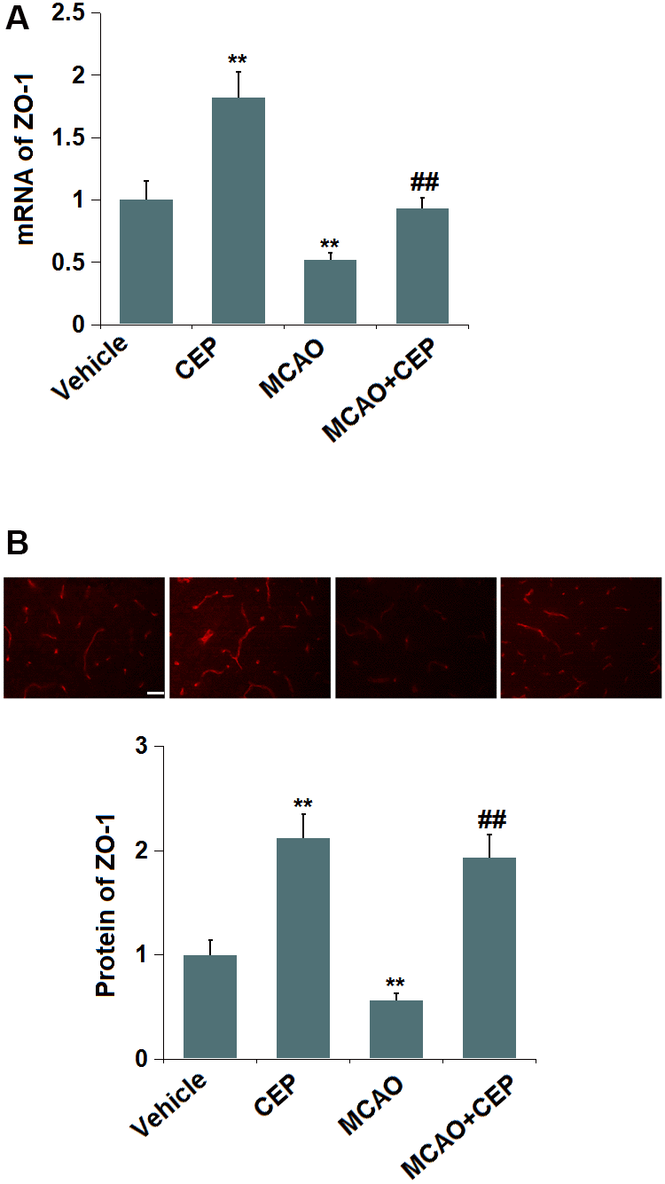 Cepharanthine (CEP) restored the expression of ZO-1 in the cortex of MCAO mice model. (A) mRNA of ZO-1; (B) Protein of ZO-1 as measured using immunostaining. Scale bars, 100 μm (**, P