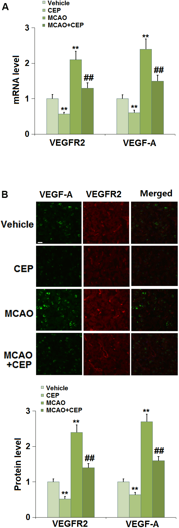 Cepharanthine (CEP) reduced the expression of VEGF-A and VEGFR2 in the cortex of MCAO mice model. (A) mRNA levels of VEGF-A and VEGFR2; (B) Protein levels of VEGF-A and VEGFR2 as measured using immunostaining. Scale bars, 100 μm (**, P