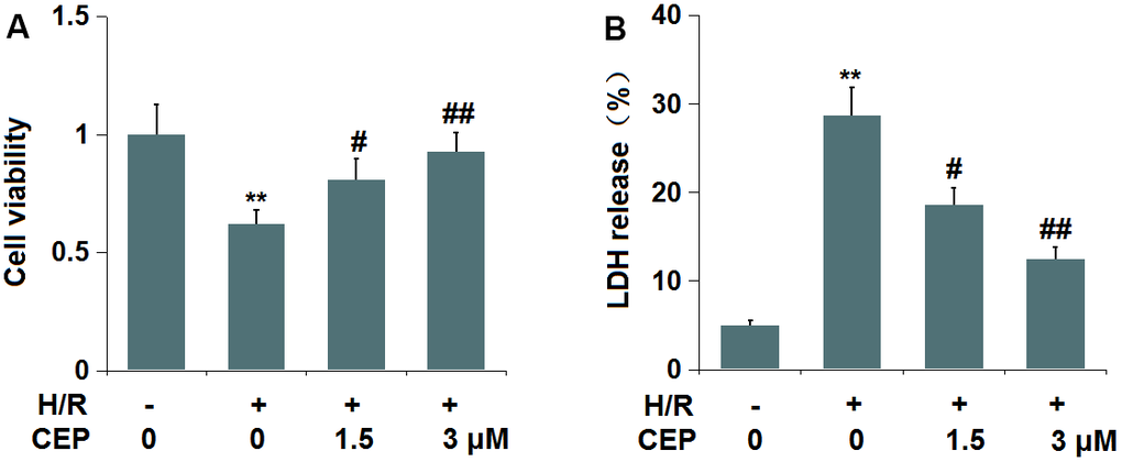 Cepharanthine (CEP) ameliorated cytotoxicity of human bEnd.3 brain microvascular endothelial cells against hypoxia/reperfusion (H/R). Cells were exposed to hypoxia/reperfusion condition (6 h/24 h) with or without CEP (1.5, 3 μM). (A) Cell viability measured by MTT assay; (B) LDH release (**, P