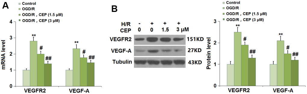 Cepharanthine (CEP) reduced the expression of VEGF-A and VEGFR2 in brain bEND.3 endothelial cells. (A) mRNA of VEGF-A and VEGFR2; (B) Protein of VEGF-A and VEGFR2 (**, P