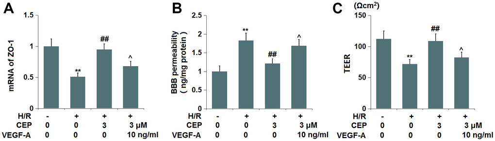 VEGF-A abolished the protective effects of CEP on the expression of ZO-1 and endothelial permeability. Cells were exposed to OGD/R in the presence or absence of CEP (3 μM) or VEGF-A (10 ng/ml). (A) mRNA of ZO-1; (B) Endothelial permeability was measured using FITC-dextran; (C) The trans-endothelial electrical resistance (TEER) (**, P