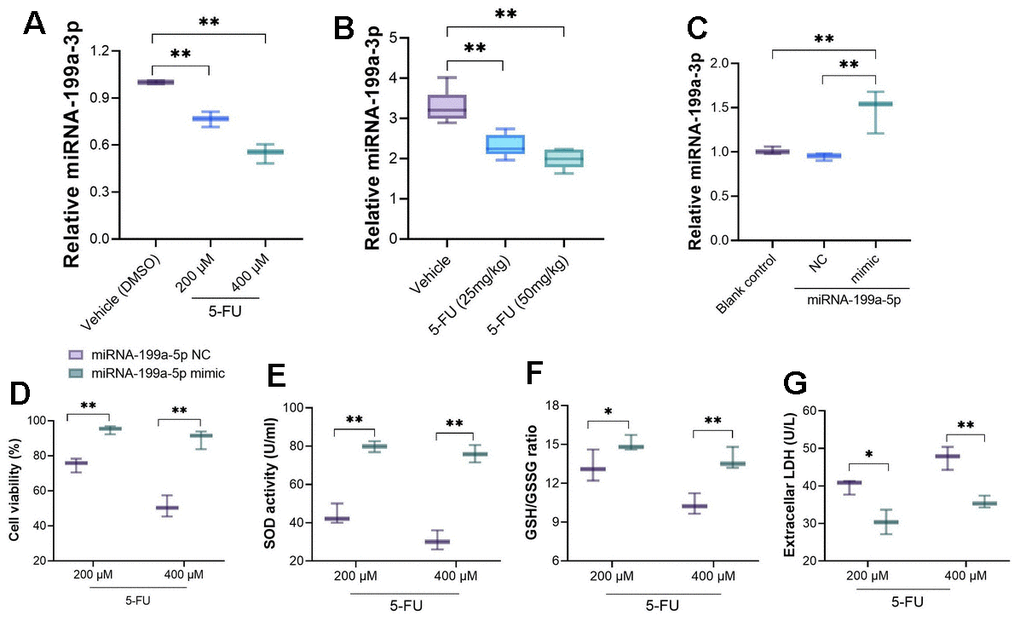 5-FU treatment leads to down-regulated miRNA-199a-5p in cardiomyocytes and myocardial tissue. (A) miRNA-199a-5p was down-regulated after primary cardiomyocytes were treated with 5-FU; (B) down-regulated miRNA-199a-5p could be observed in 5-FU-treated rats when compared with rats receiving vehicle treatment; (C) the miRNA-199a-5p mimic was introduced to primary cardiomyocytes, RT-PCR was performed to measure the transfection efficacy; (D–G) the upregulation of miRNA-199a-5p improved the cell viability caused by 5-FU; increased GSH/GSSG ratio and SOD activity, decreased LDH levels compared with miRNA-199a-5p NC.