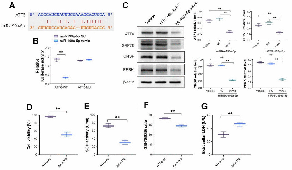 miRNA-199a-5p attenuates 5-FU induced toxicity in cardiomyocytes by targeting ATF 6. (A) The bioinformatics analysis indicates the binding sites between ATF6 and miRNA-199a-5p; (B) the dual luciferase reporter assay was used to verify the binding between miRNA-199a-5p and ATF6. The miRNA-199a-5p mimic decreased the luciferase activity of cells transfected with vector containing wild-type ATF6 sequence; (C) the cardiomyocytes cells were pretreated with miRNA-199a-5p, and the protein expression of ATF6, GRP78, CHOP and PERK decreased in 5-FU stimulated cells; (D–G) the adenoviral vector encoding full-length of ATF6 (Ad-ATF6) was introduced to cardio myocyte cells. The increasing expression of ATF6 decreased cell viability, SOD activity, GSH/GSSG ratio and alternatively increased LDH level in cardiomyocyte.