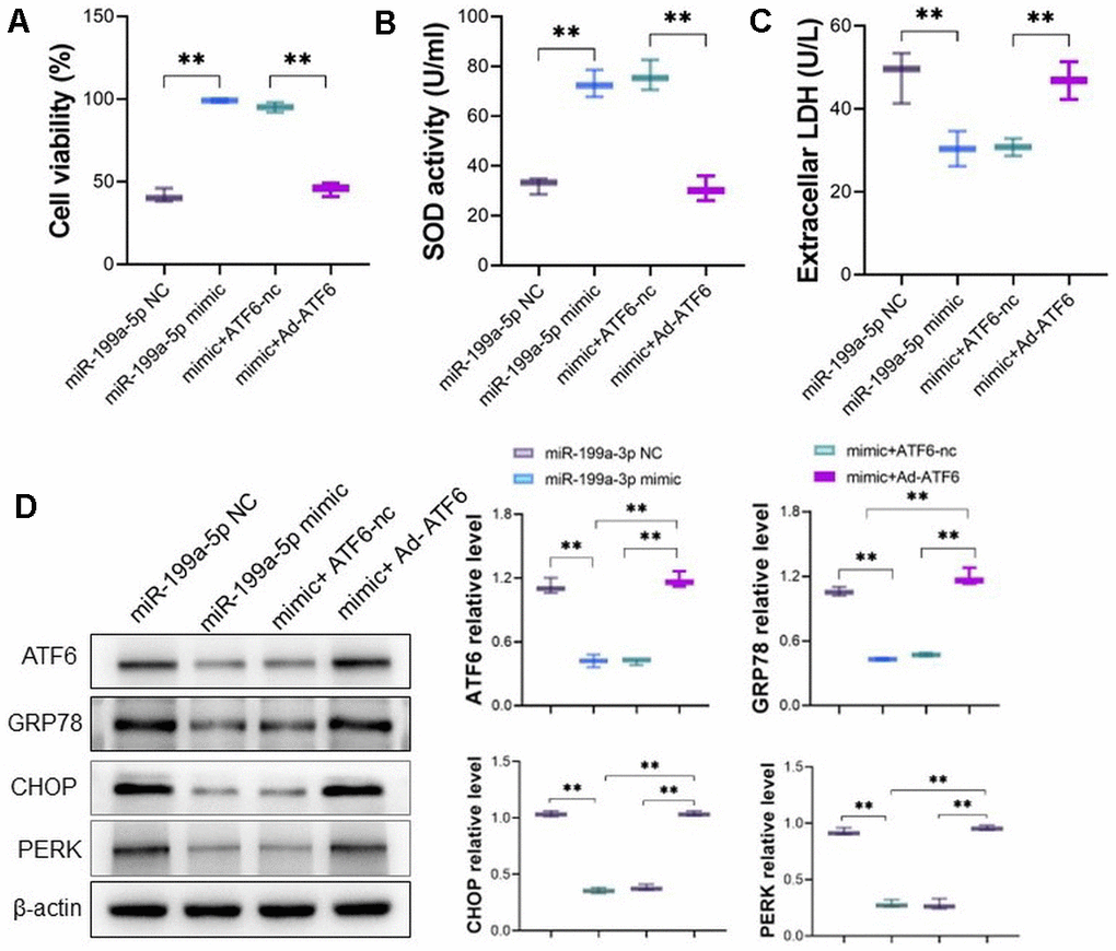 miRNA-199a-5p attenuates 5-FU induced toxicity via ATF6 in vitro. (A–C) The mimic of miRNA-199a-5p and Ad-ATF6 were co-transfected into cardiomyocytes, and the miRNA-199a-5p mimic could not attenuate 5-FU induced toxicity by cell viability, SOD activity, GSH/GSSG ratio and LDH level; (D) Western blot analysis indicates ATF6 was downregulated along with downregulated expression of GRP78, CHOP and PERK in cardiomyocyte.