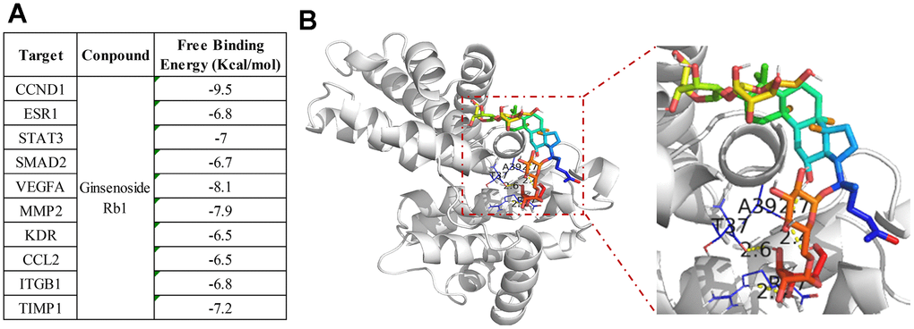 Molecular docking between ginsenoside Rb1 and core targets protein. (A) The binding energy of molecular docking. (B) CCND1 and ginsenoside Rb1 molecular docking visualization.