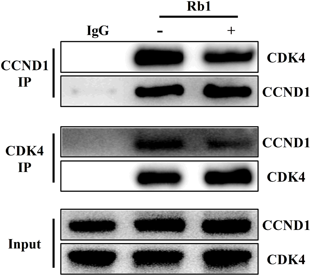 Ginsenoside Rb1 inhibited the interaction of CCND1 and CDK4 complex.