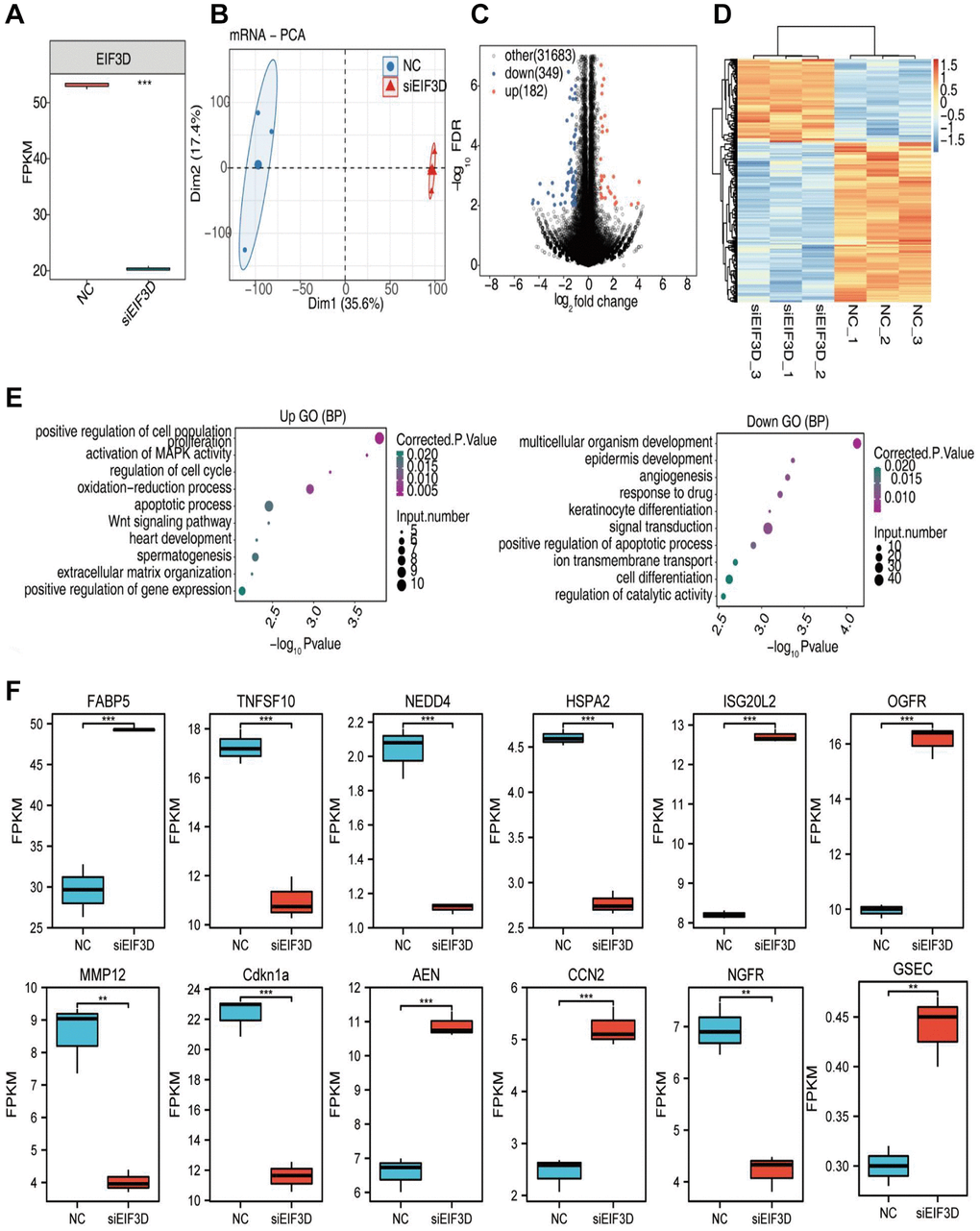 EIF3D regulates gene expression in FaDu cells. (A) Boxplot illustrating the expression levels of EIF3D in RNA-seq data. (B) PCA based on FPKM values of all detected genes. The ellipse for each group represents the confidence ellipse. (C) Volcano plot displaying all differentially expressed genes (DEGs) between treatment and control samples with DEseq2. P-value D) Hierarchical clustering heatmap depicting expression levels of all DEGs. (E) Bubble diagram presenting the most enriched GO biological process results of the up-regulated and down-regulated DEGs. (F) Boxplot showing the expression pattern and statistical differences of immune-related DEGs. Error bars represent mean ± SEM. *P-value **P-value ***P-value 