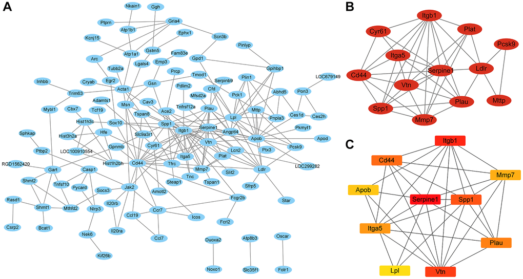 The PPI network and the most significant modules of genes. (A) PPI network was analyzed in B vs. A group and B vs. C group (|log2 Fold change| ≥ 1 and P.adj B) The most significant module was identified by Cytoscape MCODE (degree cutoff = 2, node score cutoff = −0.2, k-core = 2, and max. Depth = 100). (C) The top 10 hub genes were identified by Cytoscape Cytohubba.