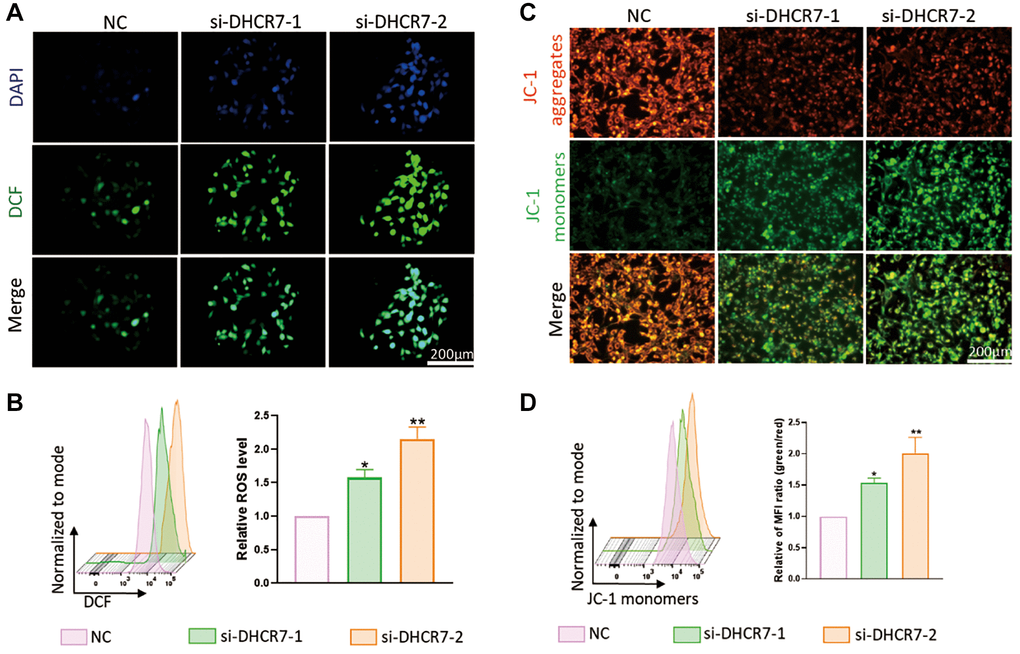DHCR7 knockdown influenced mitochondrial function of MDA-MB-231 cells. (A, B) MDA-MB-231 cells were treated with DHCR7 siRNA. ROS production was detected by fluorescence microscope and flow cytometer. (C, D) The level of MMP was detected by JC-1 staining using a fluorescence microscope and flow cytometer. *p **p 