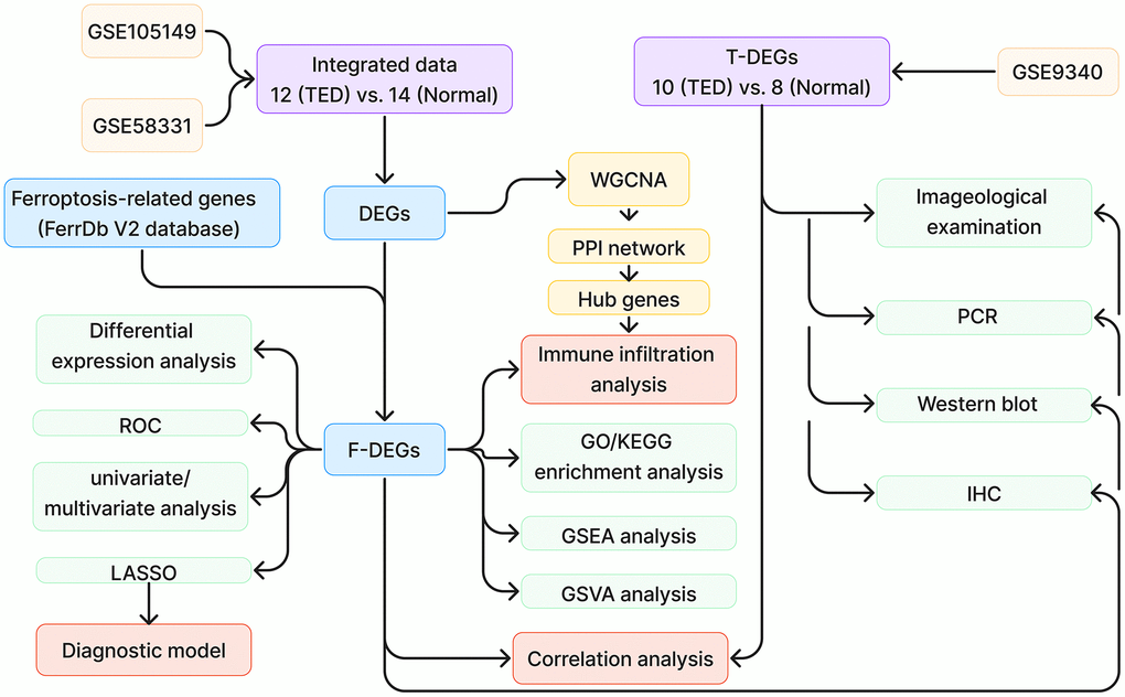 Study design flow chart. TED, thyroid eye disease; DEGs, differentially expressed genes; ROC, receiver operating characteristic; WGCNA, weighted correlation network analysis; PPI, protein-protein interaction network; GO, Gene Ontology; KEGG, Kyoto Encyclopedia of Genes and Genomes; GSEA, gene set enrichment analysis; GSVA, gene set variation analysis; IHC, immunohistochemistry.