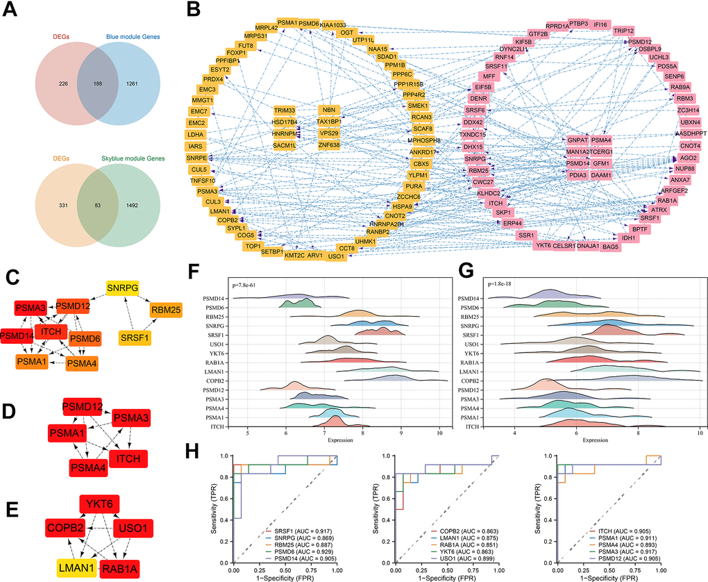 PPI construction and hub gene identification. (A) Venn diagram of intersection of DEGs and most significant module genes; (B) PPI network of key genes in blue module; (C) Top 10 hub genes by MCC algorithm; (D) Top 5 hub genes of cluster 1; (E) Top 5 hub genes of cluster 2; (F) 15 hub genes expression distribution in normal samples; (G) 15 hub genes expression distribution in TED samples; (H) ROC curve of 15 hub genes. *P P P 