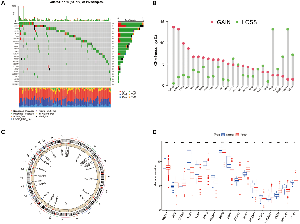 Genetic and expression variation landscape of DRGs in BLCA. (A) Mutation frequency of DRGs in 412 BLCA patients from the TCGA cohort. (B) CNV frequency of DRGs. (C) CNV positions of DRGs on chromosomes. (D) Expression of 26 DRGs in normal and BLCA tissue. *P **P ***P 