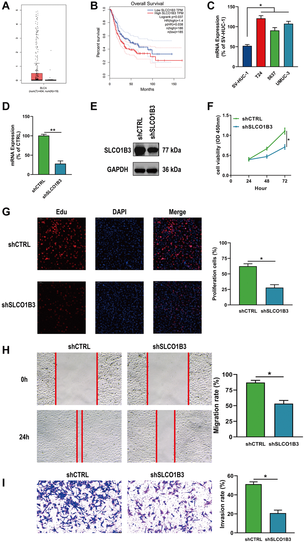 Downregulation of SLCO1B3 inhibited the proliferation, migration, and invasion of BLCA cells. (A, B) Differential analysis and survival analysis of SLCO1B3. (C) The mRNA expression of SLCO1B3 in BLCA cells and normal bladder cells. (D, E) The knockdown efficiency of SLCO1B3 was confirmed by qRT–PCR and western blotting. (F, G) CCK-8 and EdU assay for the proliferation ability. (H) Wound healing assay for the migration ability. (I) Transwell assay for the invasion ability. *P **P 