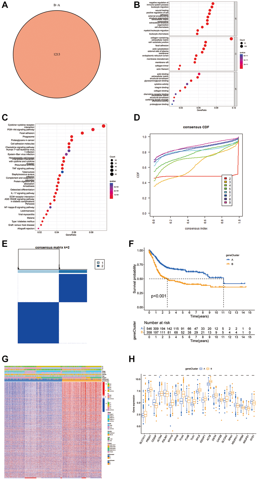 Analysis of DEGs and functional annotation of disulfidptosis. (A) DEGs between gene groups. (B, C) Functional annotation of DRG cluster-related DEGs using GO and KEGG enrichment analysis. (D) Cumulative distribution function curve. (E) Consistency matrix of BLCA sequences with k = 2. (F) Kaplan-Meier curves showed that the disulfidptosis genomic phenotype was significantly associated with OS of BLCA patients. (G) Unsupervised clustering of DEGs to classify patients into different genomic subtypes. (H) Expression of 26 DRGs in gene cluster A and B from the meta cohort. *P **P ***P 