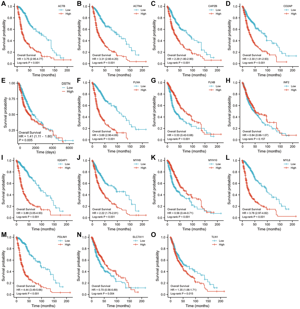 The Kaplan–Meier OS curves for patients in the high- and low-risk groups in the TCGA cohort (log-rank test). (A) ACTB, (B) ACTN4, (C) CD2AP, (D) CAPZB, (E) DSTN, (F) FLNA, (G) FLNB, (H) INF2, (I) IQGAP1, (J) MYH9, (K) MYH10, (L) MYL6, (M) PDLIM1, (N) SLC7A11, (O) TLN1.