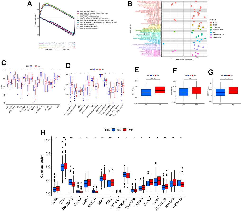 Immune-related analysis of risk score of necroptosis-related lncRNAs. (A) The GSEA analysis of the top 10 pathways significantly enriched the high-risk group and the low-risk group. (B) The immune cell bubble of risk groups. (C) The ssGSEA analysis of immune cells in risk groups. (D) The ssGSEA analysis of immune-related functions in risk groups. (E–G) The comparison of immune-related scores in risk groups. (H) The difference of 17 checkpoints expression in risk groups. KEGG, Kyoto Encyclopedia of Genes and Genomes; GSEA, gene set enrichment analysis; ssGSEA, single sample GSEA; * P 