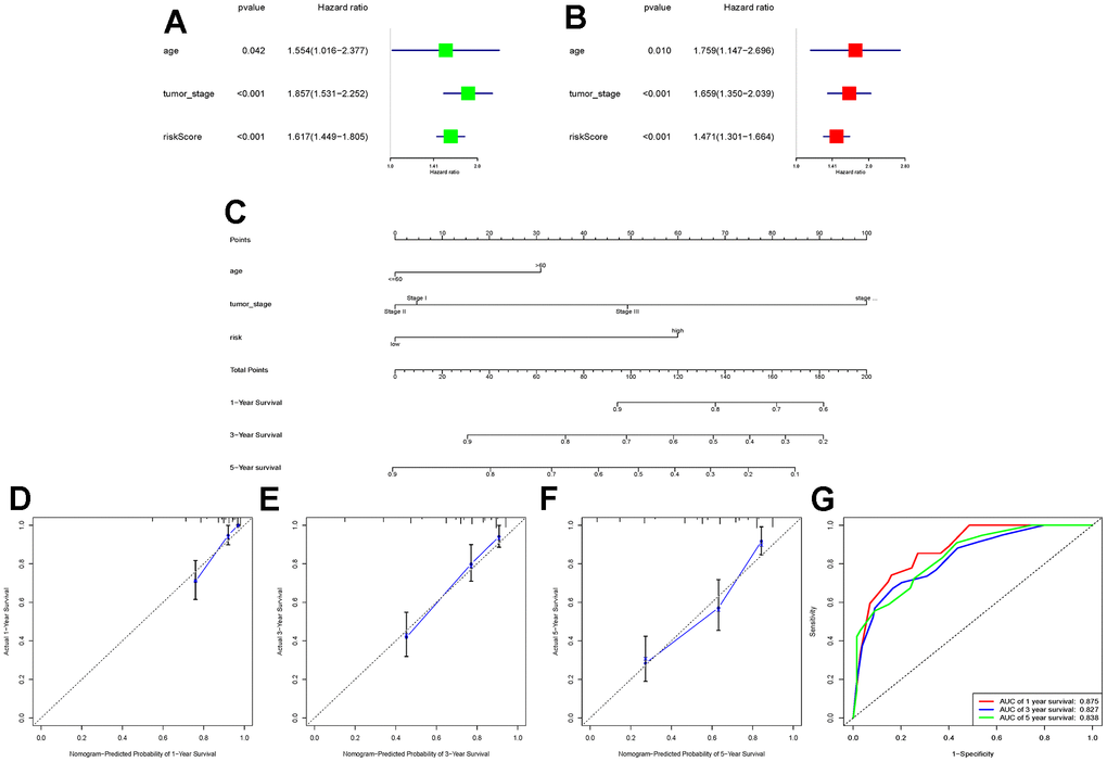 Construction of a novel nomogram based on the TCGA-KIRC cohort. (A, B) Combining age and tumour stage, univariate and multivariate Cox regression analyses were performed to determine the risk score as an independent risk factor for ccRCC patients. (C) A nomogram combining age, tumour stage, and risk score was constructed; (D–F) Calibration charts at 1, 3, and 5 years were plotted to assess the accuracy of the nomogram; (G) ROC curves were used to further validate the ability of the nomogram to assess the patients’ prognosis at 1, 3, and 5 years.