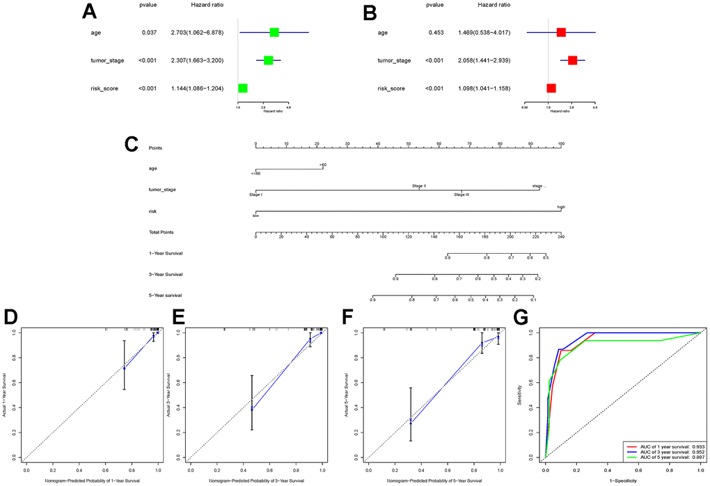 E-MTAB-1980 cohort data validation of the constructed nomogram. (A, B) Univariate and multivariate Cox regression analyses were performed in the E-MTAB-1980 cohort to validate that the risk score could be used as an independent risk factor; (C) The same combination of age, tumour stage, and risk score was used to construct the nomogram in the E-MTAB-1980 cohort; (D–F) Calibration charts at 1, 3, and 5 years were used to further assess the accuracy of the nomogram. to further assess the accuracy of the nomogram; (G) ROC curves demonstrating the ability of this nomogram to assess patients’ prognosis at 1, 3, and 5 years.