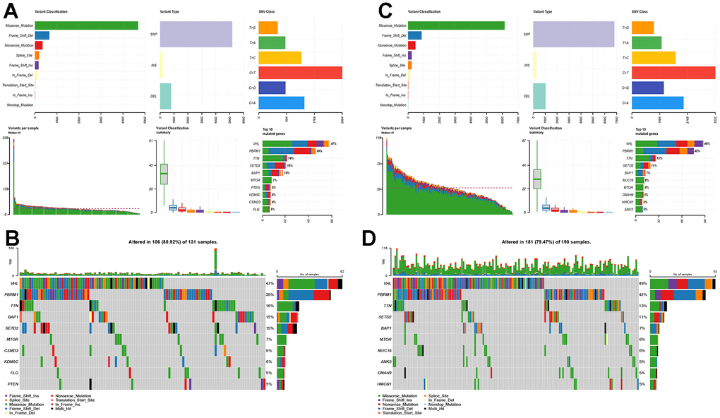 Mutational landscapes in the high-risk and low-risk groups. (A) Overall display of the differences in mutation landscapes in the high-risk group; (B) Waterfall plot showing the top genes with the most mutations in the high-risk group and the corresponding mutation types; (C) Overall mutation landscapes in the low-risk group; (D) Waterfall plot displaying the mutation status of the top ten genes in the low-risk group.
