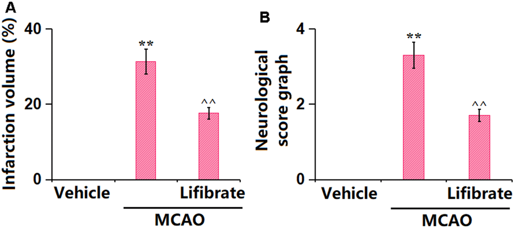 Lifibrate decreased brain infarction volume and improved neurological dysfunction in a middle cerebral artery occlusion (MCAO) mice model. Mice were divided into 3 groups: (1) Vehicle; (2) MCAO; (3) Lifibrate+MCAO. (A) Quantification of infarction volume; (B) Neurological score graph of the three experimental groups (n=10, **, P