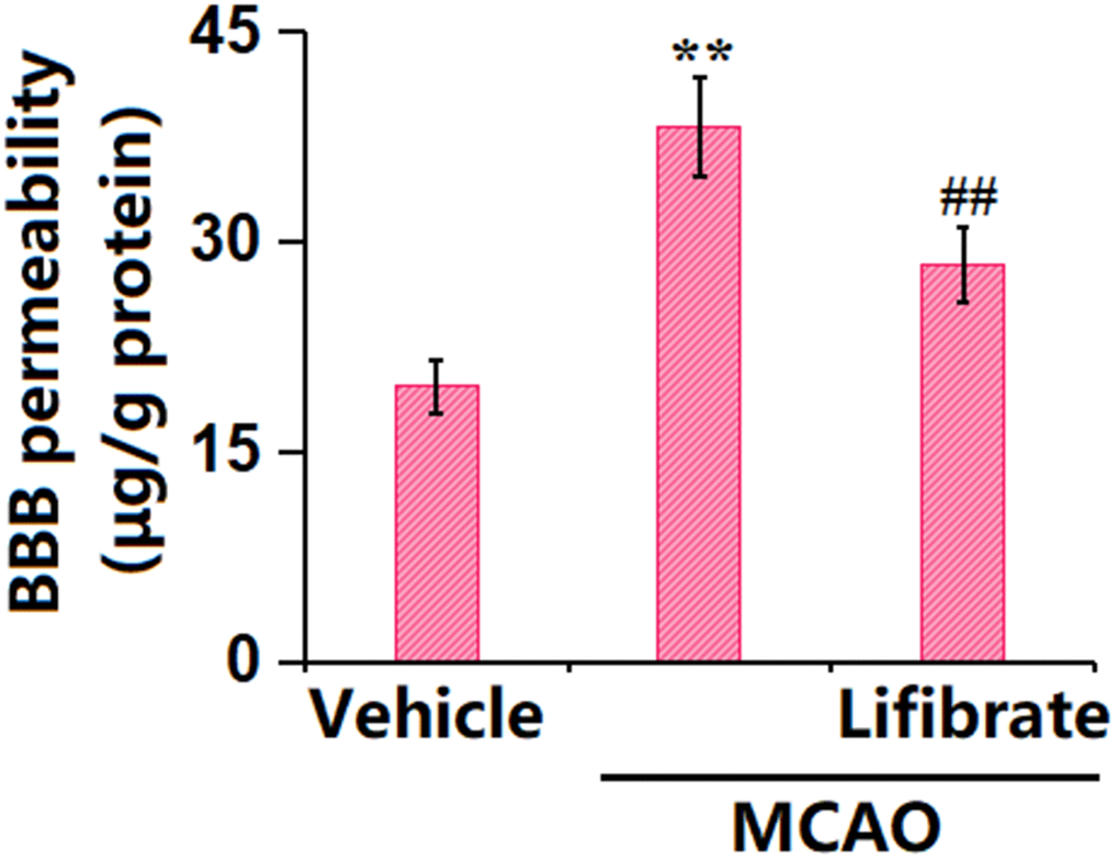 Lifibrate ameliorated aggravation in blood-brain barrier (BBB) permeability in a middle cerebral artery occlusion (MCAO) mice model. Blood-brain barrier permeability was assayed by Evans blue staining (n=10, **, P