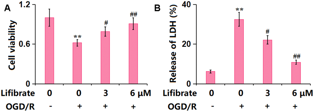 Lifibrate mitigated oxygen-glucose deprivation/reperfusion (OGD/R)- induced insults in bEnd.3 brain microvascular endothelial cells. Cells were exposed to hypoxic conditions for 6 h, followed by exposure to reperfusion media for 24 h in the presence or absence of Lifibrate (3, 6 μM). (A) Cell viability was determined by MTT assay; (B) Release of LDH (n=10, **, P