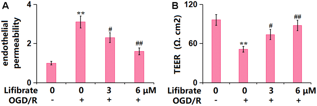 Lifibrate attenuated OGD/R-induced aggravation in brain endothelial monolayer permeability in bEnd.3 brain microvascular endothelial cells. Cells were exposed to hypoxic conditions for 6 h, followed by exposure to reperfusion media for 24 h in the presence or absence of Lifibrate (3, 6 μM). (A) Brain endothelial permeability was assessed by FITC-dextran permeation; (B) TEER on the endothelial monolayer was measured (n=6, **, P