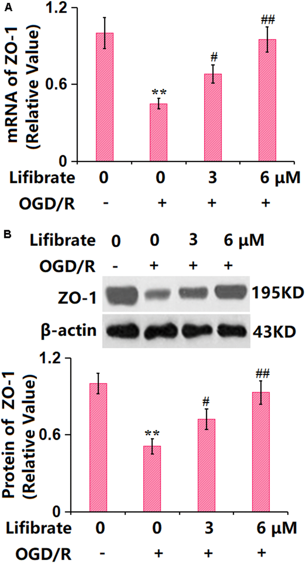 Lifibrate reserved expression of the tight junction protein ZO-1 against OGD/R in bEnd.6 cells. Cells were exposed to hypoxic conditions for 6 h, followed by exposure to reperfusion media for 24 h in the presence or absence of Lifibrate (3, 6 μM). (A) mRNA of ZO-1; (B) Protein expression of ZO-1 (n=6, **, P