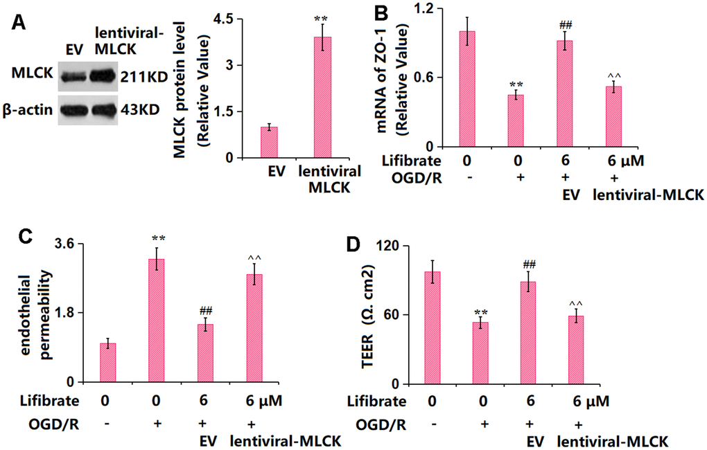 Overexpression of MLCK abolished the beneficial effects of Lifibrate in ZO-1 and endothelial permeability. Cells were transducted with lentiviral-MLCK, followed by exposure to OGD/R with or without Lifibrate (6 μM). (A) Successful overexpression of MLCK was detected by Western blot analysis; (B) mRNA of ZO-1; (C) Endothelial permeability; (D) TEER on the endothelial monolayer (n=6, **, P