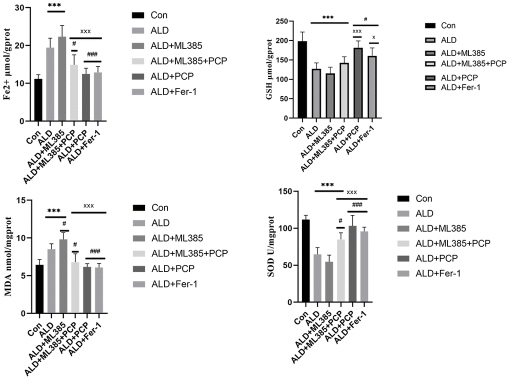 Effects of Poria cocos polysaccharides (PCPs) on oxidative stress and ferroptosis in alcoholic liver disease (ALD) rats. After the intervention of PCP (100 mg/kg), compared with the ALD group and the ALD+ML385 group, the malondialdehyde (MDA) and Fe2+ levels of the rats were significantly reduced (PP2+ in rats were significantly reduced (PPP*P***P#P ###P xP xxxP 