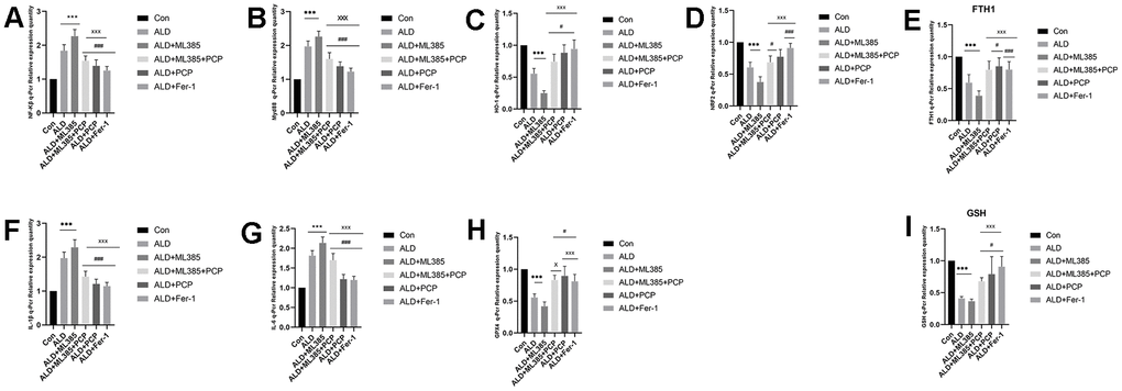 Effects of Poria cocos polysaccharides (PCPs) on the mRNA expression of Nrf2, ferroptosis, and other indicators in the liver tissue of alcoholic liver disease (ALD) rats. (A) NF-κβ. (B) A comparison of MyD88 results. (C) A comparison of HO-1 results. (D) A comparison of Nrf2 results. (E) A comparison of FTH1 results. (F) A comparison of interleukin (IL)-1β results. (G) A comparison of IL-6 results. (H) A comparison of GPX4 results. (I) A comparison of the results of glutathione. The reported values are presented as mean ± SD, n = 8. *P***P#P###PxPxxxP