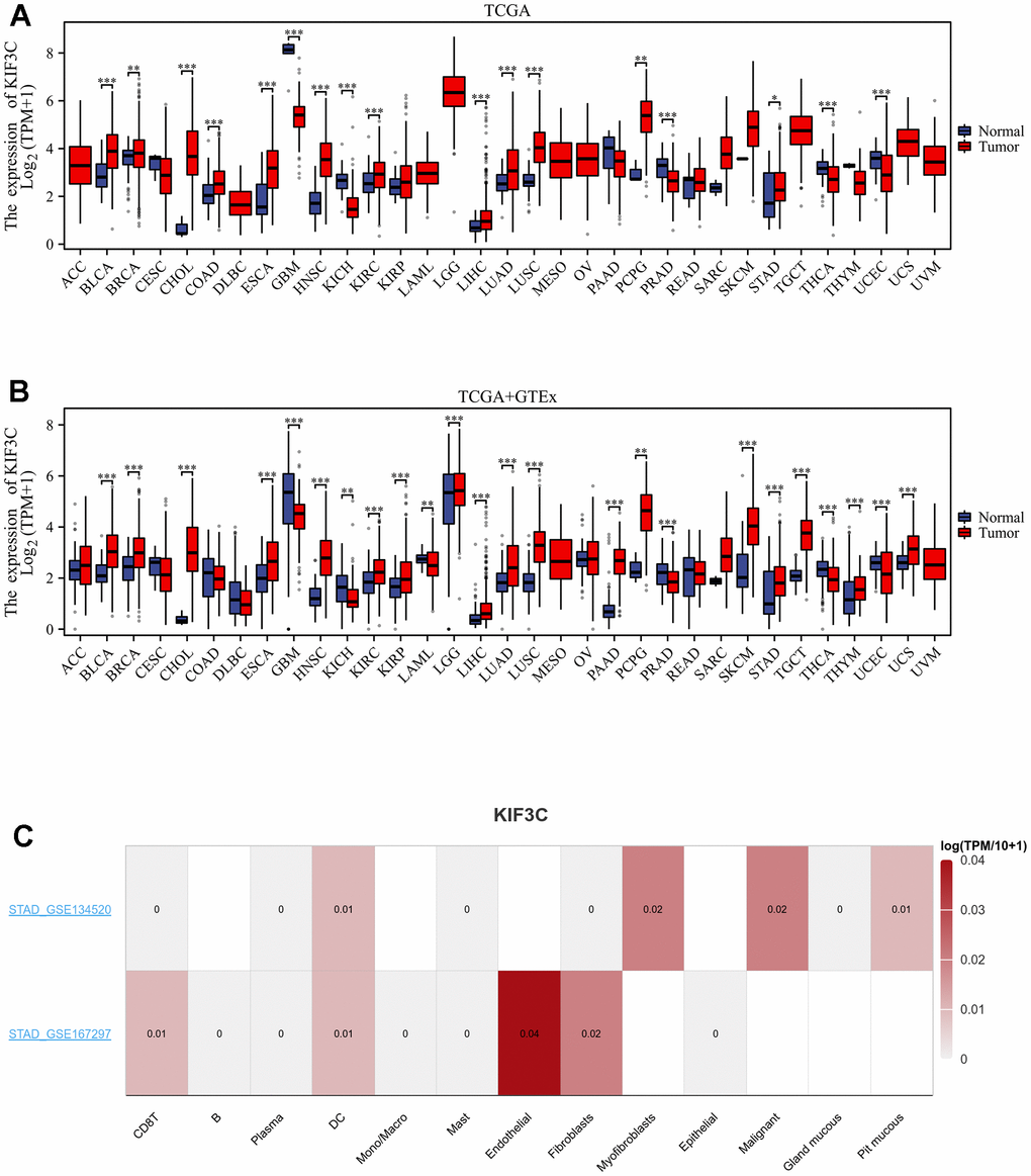 Expression levels of KIF3C in different tissues in pan-cancer. (A) Expression levels of KIF3C in tumor and paired adjacent noncancerous tissues from TCGA. (B) KIF3C expression difference in 33 tumors integrating data of normal tissues in GTEx database and tumor tissues in TCGA database. (C) KIF3C expression in immune cells in STAD via the TISCH database. *p 