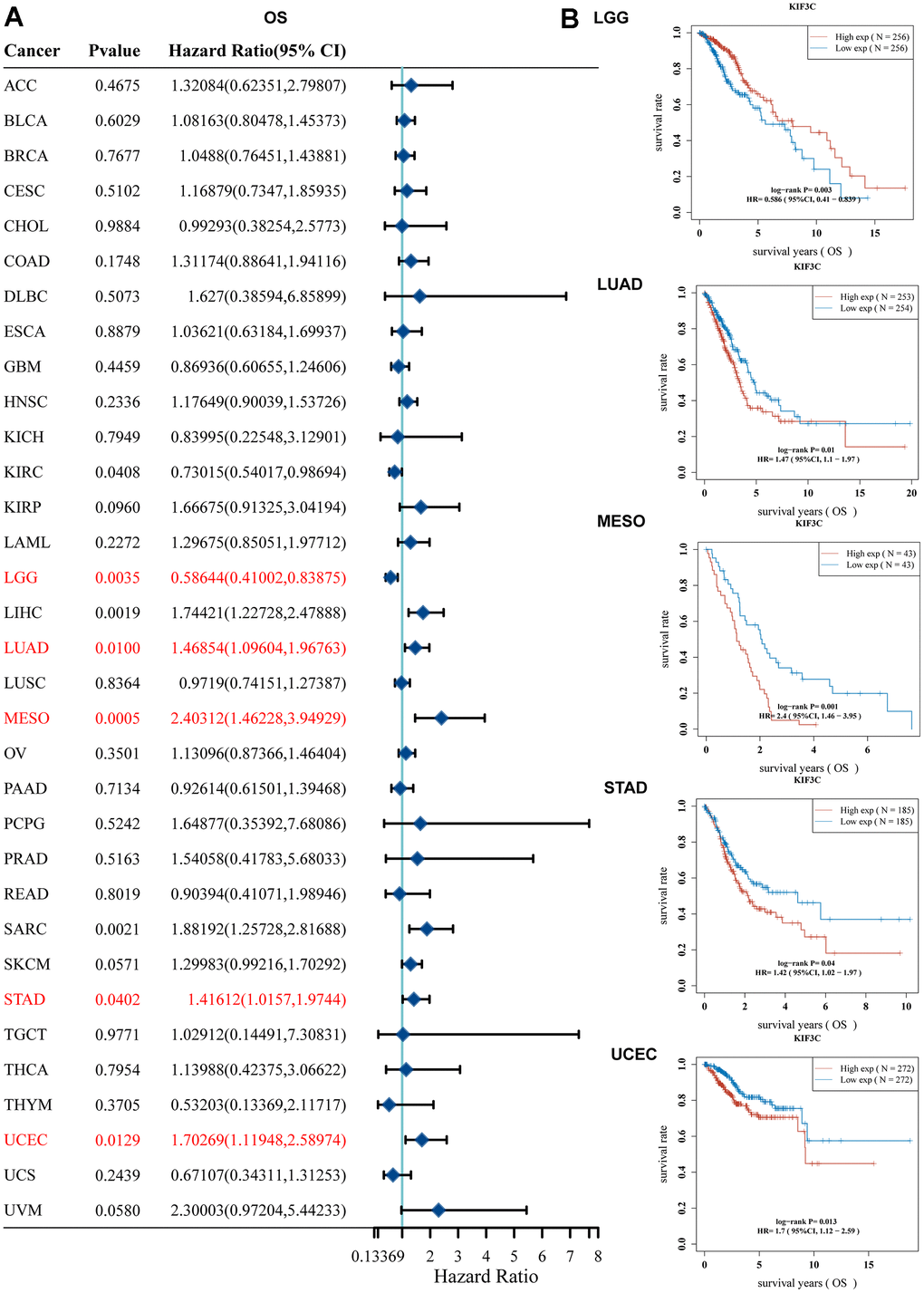 Correlation between KIF3C expression and survival prognosis. (A) Forest plot of OS correlation in TCGA. (B) Kaplan-Meier analysis of the correlation between KIF3C and OS.