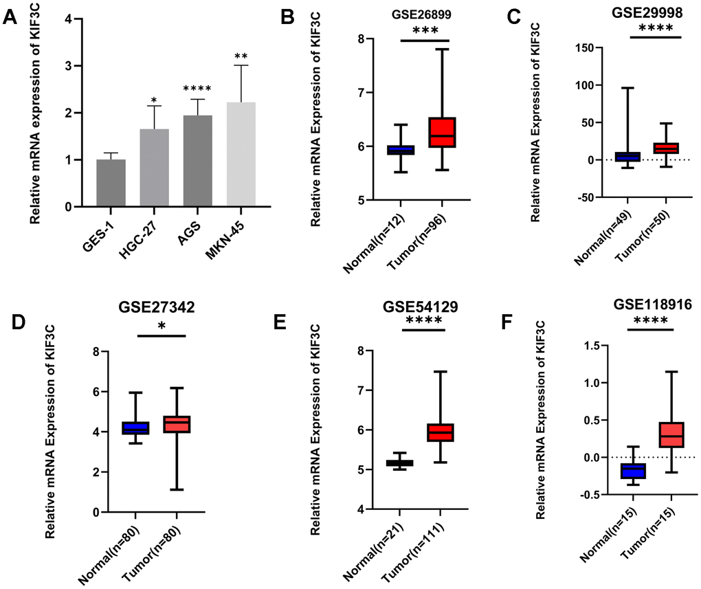 Validation of KIF3C expression. (A) qRT-PCR analysis of KIF3C mRNA in the GC cell lines and normal gastric cell line. KIF3C mRNA levels in GC tissues and normal tissues in (B) GSE26899, (C) GSE29998, (D) GSE27342, (E) GSE54129, (F) GSE118916. *p 