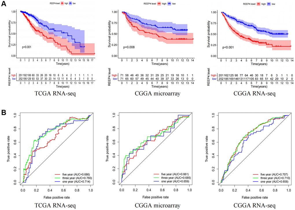 The impact of REEP4 on the prognosis and diagnostic value of LGG patients. (A) Kaplan-Meier analysis based on the different expression levels of receptor accessory protein 4 (REEP4) in lower-grade glioma (LGG). (B) Diagnostic value of REEP4 in LGG by receiver operating characteristics.