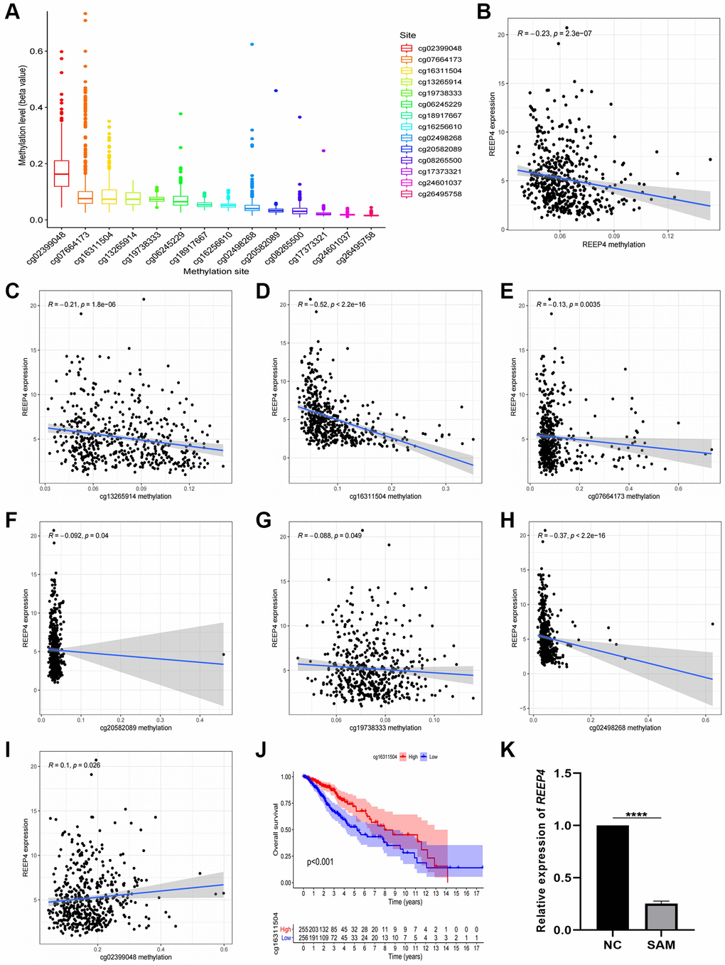Methylation level of receptor accessory protein 4 (REEP4) in lower-grade glioma (LGG) based on the TCGA database. (A) Methylation sites of REEP4 in LGG. (B) The expression level of REEP4 is negatively correlated with the total methylation level. (C–H) The expression level of REEP4 is negatively correlated with methylation sites cg13265914, cg16311504, cg07664173, cg20582089, cg19738333 and cg02498268. (I) The expression level of REEP4 is positively correlated with the methylation site cg02399048. (J) Effect of methylation site cg16311504 on the overall survival of patients with LGG. (K) Real-time quantitative polymerase chain reaction showing that the expression level of REEP4 was significantly inhibited by SAM. ****P 