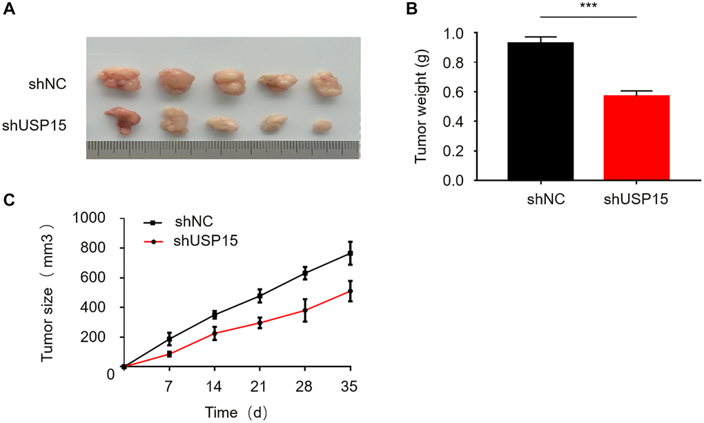USP15 plays an important role in bladder cancer proliferation in vivo. (A) Measure of the tumor size of shNC or shUSP15 nude mice. (B) The down-regulation of USP15 significantly reduced the weight of the tumor (***p C) The down-regulation of USP15 significantly reduced the tumor size (**p 