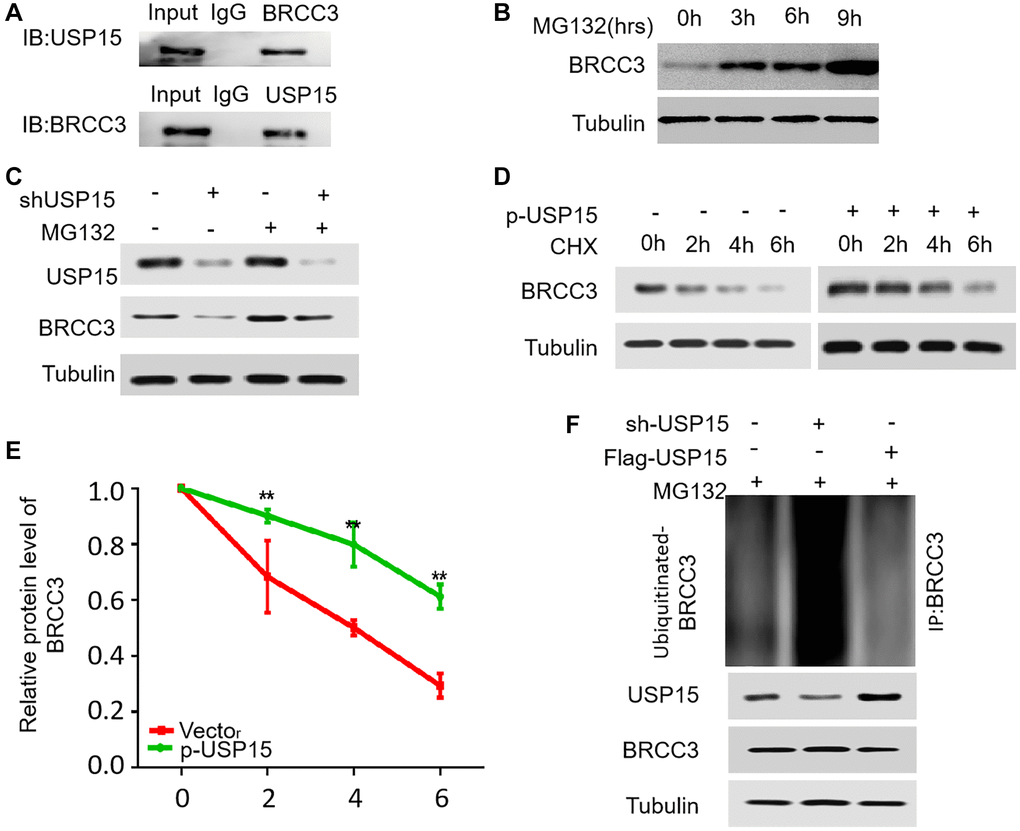 USP15 stabilizes BRCC3 through deubiquitination. (A) Co-IP between endogenous BRCC3 and USP15 in J82 cells. (B) J82 cells were treated with 15 μM proteasomal inhibitor MG132 for the indicated time, and the protein levels of BRCC3 were then detected. (C) J82 cells transfected with USP15 shRNA were treated with MG132 (15 μM). Cells were collected at 6 h and immunoblotted with the antibodies indicated. (D) J82 cells were transfected with or without p-USP15, and treated with cycloheximide (CHX). Cells were collected at different time points and immunoblotted with the antibodies indicated. (E) Quantitative results of relative BRCC3 protein levels in D (**p F) The knockdown or exogenous expression of USP15 altered the ubiquitination of BRCC3 in J82 cells treated with MG132 (15 μM). The levels of ubiquitin-attached BRCC3 were detected by Western blotting analysis with Ub antibody.