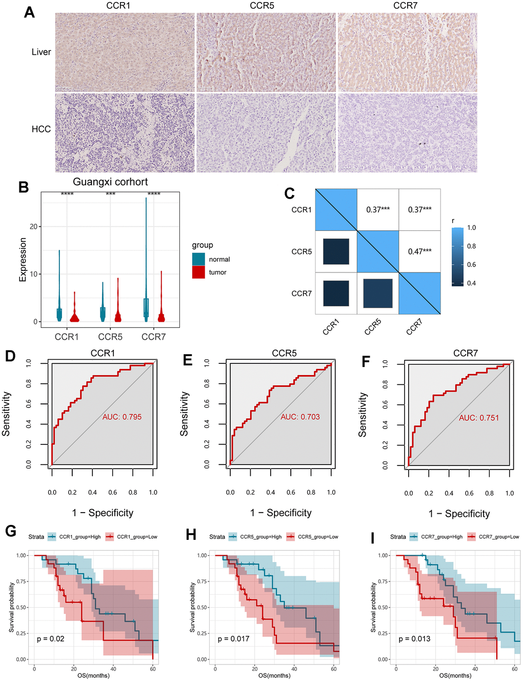 Validation of CCR1, CCR5 and CCR7 in Guangxi cohort. (A) Expression of CCR1, CCR5 and CCR7 in HCC and para-carcinoma live tissues detected with IHC assay; (B) expression of CCR1, CCR5 and CCR7 in HCC and para-carcinoma live tissues detected with qPCR assay; (C) Matrix graphs of Pearson correlations for CCR1, CCR5 and CCR7; (D–F) ROC curves for CCR1, CCR5 and CCR7; (G–I) survival analysis for OS in terms of CCR1, CCR5 and CCR7; ** P