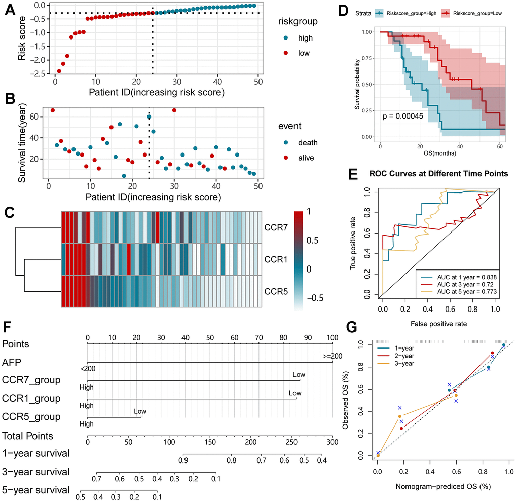 Nomogram and the prognostic signature constructed in Guangxi cohort in terms of CCR1, CCR5 and CCR7. (A) Risk score plot; (B) survival status scatter plot; (C) heat map of the levels of expression of CCR1, CCR5 and CCR7 in low- and high-risk groups; (D) Kaplan-Meier curves for low- and high-risk groups; (E) Receiver operating characteristic curve for predicting 1-,3- or 5-year survival in HCC patients by risk score; (F) nomogram; (G) verification model for nomogram in 1-, 2- and 3-year OS respectively.