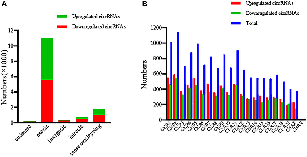 Classification and distribution of the DECs. (A) Classification of the DECs was listed. (B) The number of DECs was determined in each chromosome. DECs, differentially expressed circRNAs.