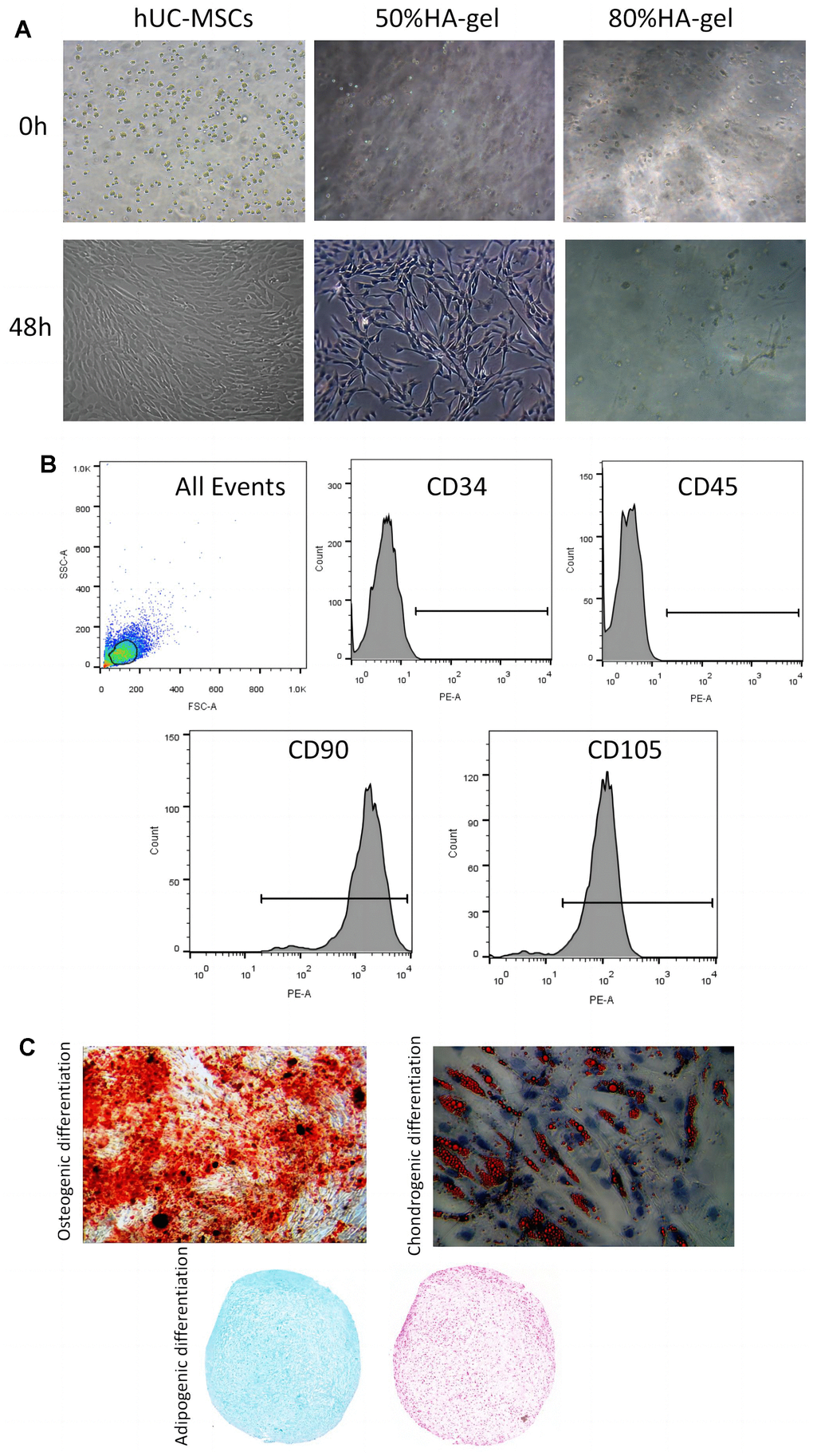 hUC-MSCs characteristics and differentiation potential. (A) The effect of HA-gel on the biological behavior of hUC-MSCs; (B) Surface markers characteristic of hUC-MSCs measured by flow cytometry; (C) The morphologic and intrinsic characterization of hUC-MSCs.