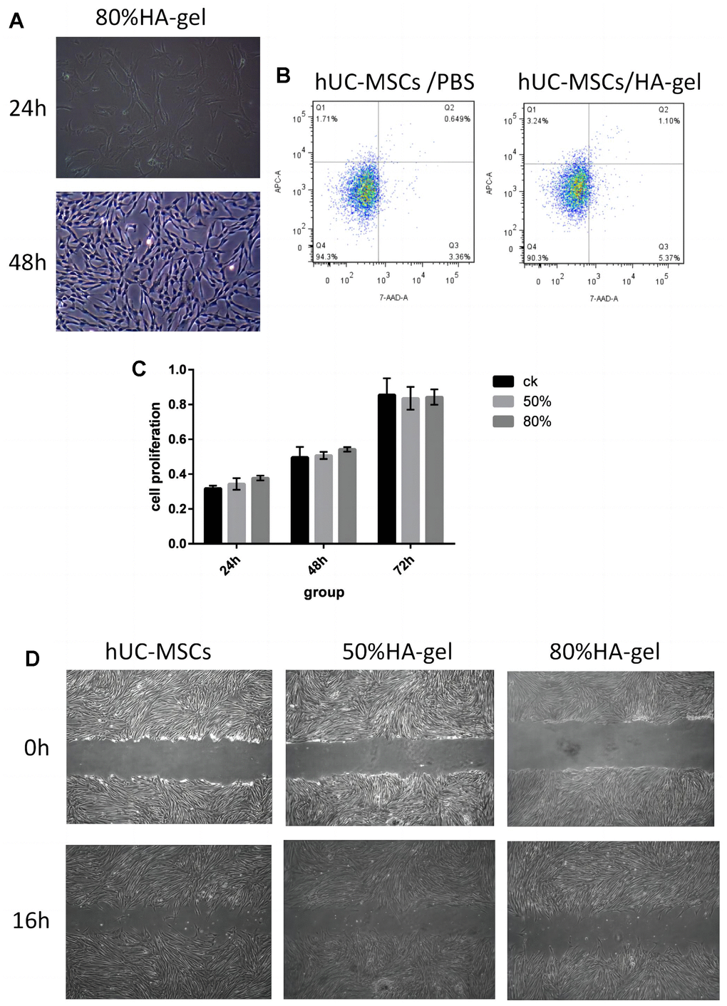 Safety assessment and verification of hUC-MSCs on an autocrosslinked HA-gel. (A) The influence of HA-gel on the morphology and adhesion of hUC-MSCs; (B) The influence of HA-gel on apoptosis of hUC-MSCs by FACS; (C) The effect of HA-gel on the proliferation ability of hUC-MSCs evaluated using CCK-8 assay; (D) The effect of HA-gel on the migration ability of hUC-MSCs evaluated by scratch assay.