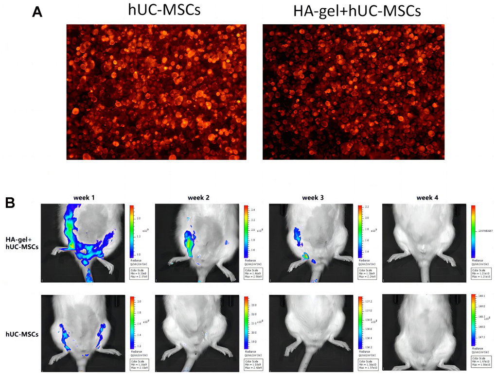 The effect of HA-gel on hUC-MSCs in IUA model. (A) The morphological differences; (B) The residence time of hUC-MSCs in the rat uterine endometrium.