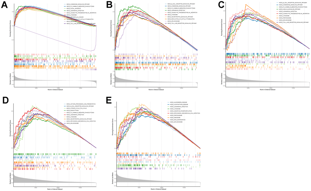 GSEA enrichment analysis on each key CGs based on “KEGG pathway” reference gene sets. GSEA plot was based on the gene expression profiles of key CG-high expression group compared with key CG-low expression group. The vertical colorful lines represent the running enrichment scores as the projection of individual genes onto the horizontal ranked gene list. The bottom ranking matric in gray, moving from above zero (positively correlated) to below zero (negatively correlated), measures a gene’s correlation with the phenotype profile. (A) Actinin alpha 1 (ACTN1). (B) Talin 1 (TLN1). (C) Coagulation factor V (F5). (D) WASP actin nucleation promoting factor (WAS). (E) Jumonji domain containing 1C (JMJD1C).