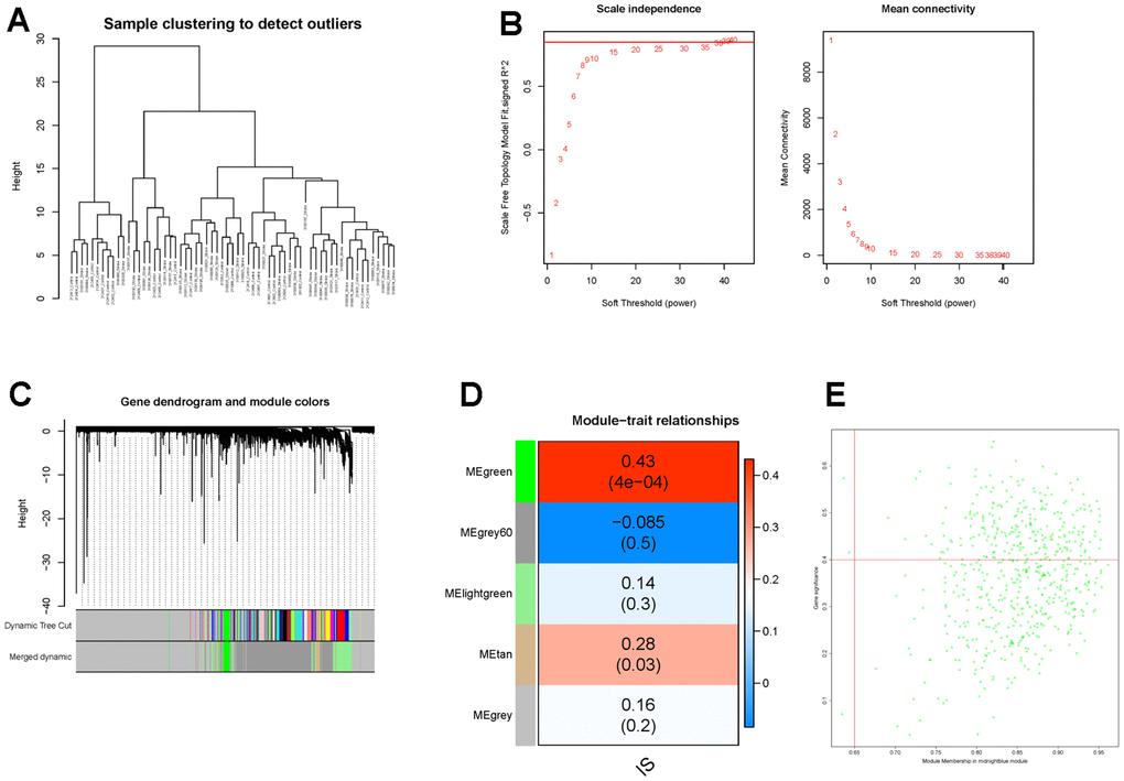 Identification of IS-related genes by WGCNA. (A) The clustering dendrogram of samples shows that samples were well divided into two groups with no outlier. (B) Determination of the soft-threshold to achieve the scale-free network. The left panel shows the influence of soft-threshold power on the scale-free fit index, and the right panel shows the impact of soft-threshold power on the mean connectivity. (C) Gene dendrogram obtained by hierarchical clustering and modules with different colors assigned by dynamic tree cutting. (D) Heatmap displaying the correlation between modules and IS. Each row correlates to a module eigengene, and each cell includes the corresponding correlation and p-value. (E) The scatterplot of gene significance (GS) versus module membership (MM) in the green module.