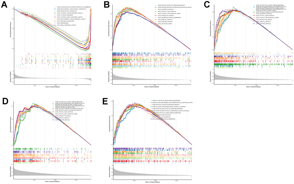GSEA enrichment analysis on each key CGs based on “GO term” reference gene sets. GSEA plot was based on the gene expression profiles of key CG-high expression group compared with key CG-low expression group. The vertical colorful lines represent the running enrichment scores as the projection of individual genes onto the horizontal ranked gene list. The bottom ranking matric in gray, moving from above zero (positively correlated) to below zero (negatively correlated), measures a gene’s correlation with the phenotype profile. (A) Actinin alpha 1 (ACTN1). (B) Talin 1 (TLN1). (C) Coagulation factor V (F5). (D) WASP actin nucleation promoting factor (WAS). (E) Jumonji domain containing 1C (JMJD1C).