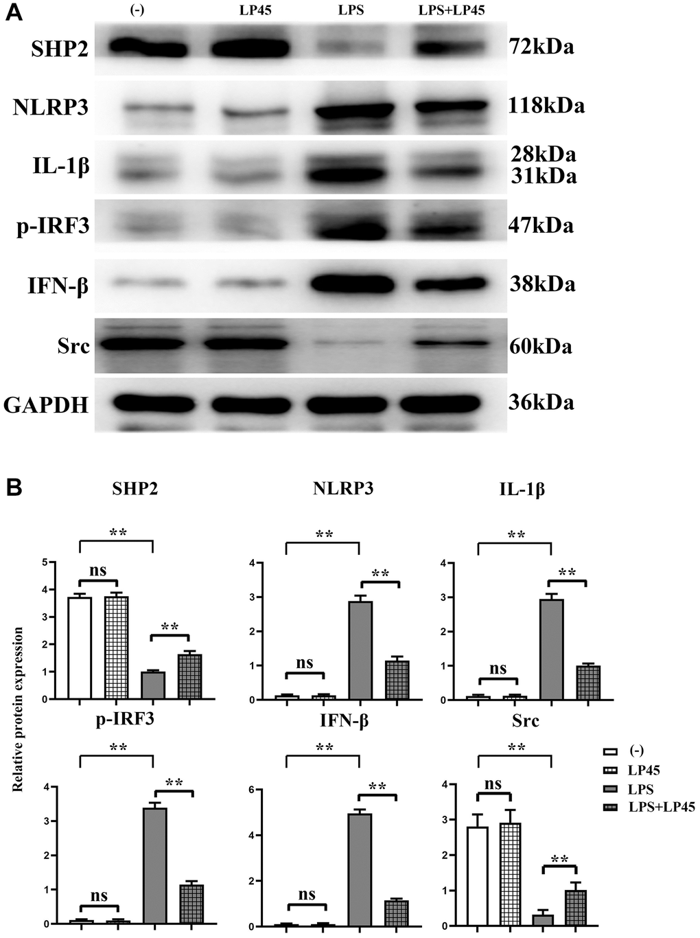 Detection of expressions of inflammatory cytokine-related proteins in macrophages via Western blotting. LP45 can activate SHP2 and thus inhibit the expression of these inflammatory cytokines. (A) Detection of expressions of inflammatory cytokine-related proteins in macrophages via Western blotting. (B) Expression levels of inflammatory cytokine-related proteins in macrophages. **p 