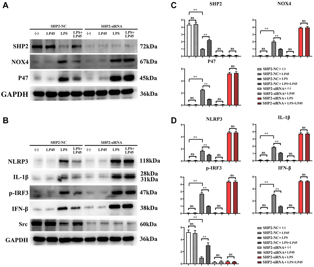 Detection of expressions of relevant proteins in macrophages with and without knockout of SHP2 via Western blotting. LP45 can exert its anti-oxidative stress effect to activate SHP2, thus modulating inflammatory cytokine expressions to regulate osteoblast and osteoclast differentiation. (A) Western blot was used to detect the expression of SHP2, NOX4 and P47 in SHP2-knockout macrophages. (B) Western blot was used to detect the expressions of NLRP3, IL-1β, p-IRF3, IFN-β and Src in SHP2-knockout macrophages. (C) Expression statistics of SHP2, NOX4 and P47. (D) Expression statistics of NLRP3, IL-1β, p-IRF3, IFN-β and Src. **p 